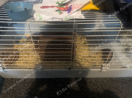 8 Guinea Pigs for Sale (1 Male) (7 Female)