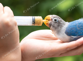 Looking for baby parrot