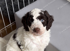 Best of Both Worlds Cockapoo x Goldendoodle