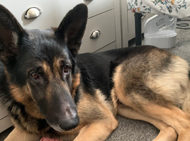 German Shepard