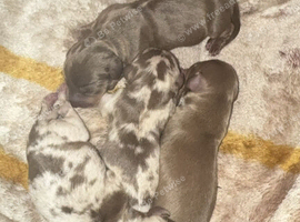 Puppies ready 11th November can be secured by deposit