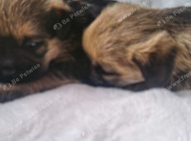 Border terrier kc reg