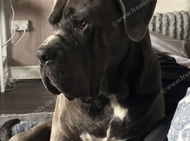 Male cane corso, 2 years old