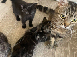 Mother cat and kitten need rehoming urgently