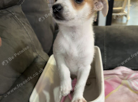 URGENT!!! Adorable Jack Russel x Pomeranian puppy looking for a loving home