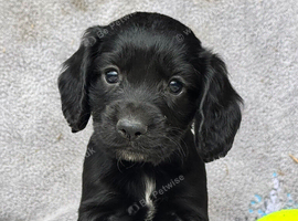 2 Working Cocker spaniel pups ready now