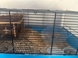 Syrian hamster