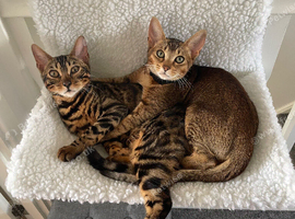 Bengal and Abyssian females to rehome