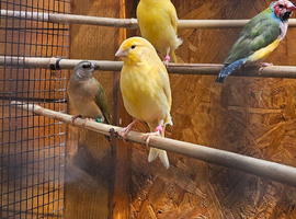 Mixed canaries