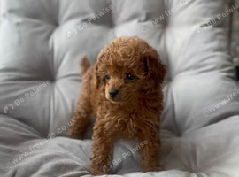 Toy poodle for sale
