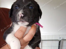 Stunning litter of sprollie pups