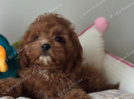 Maltipoo puppy boy