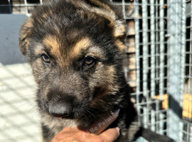 GORGEOUS LITTER OF GERMAN SHEPHERD PUPPIES