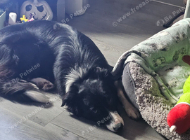 Border collie