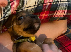 Rottweiler cross boxer