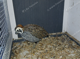 Mearn/montizuma quail
