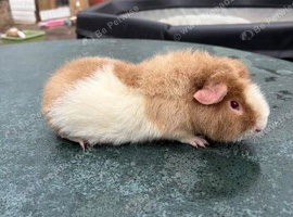 6 month teddy boar