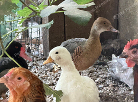 White call duck male