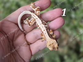Various crested geckos