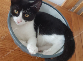 Adorable 3-Month-Old Baby Boy Kitten Looking for Love.