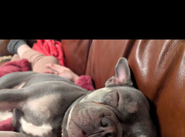 Beautiful Enzo looking for loving forever home