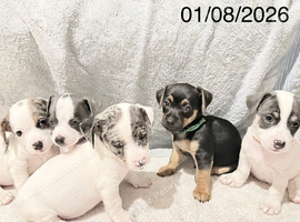 Jack Russell Puppys, NOW READY, Top quality Bloodlines
