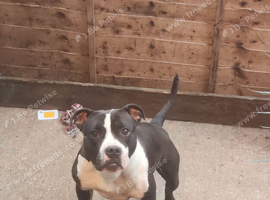 1 male staff collie mix pup