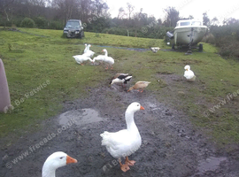 Geese