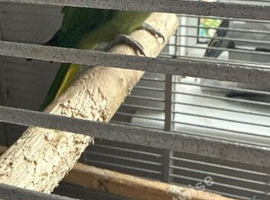 Alexandrine female