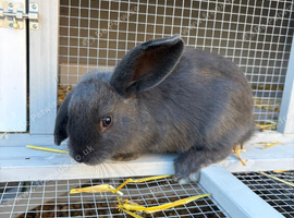 Two male rabbits