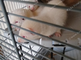 Hi I these two beautiful 8week old jils