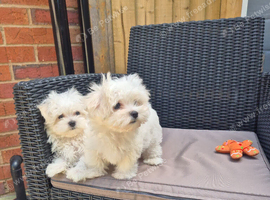 Maltese puppy