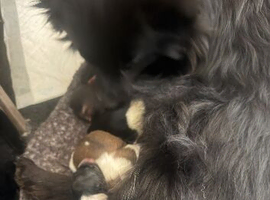 Pomeranian for sale