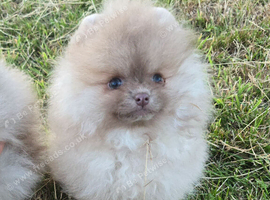 CHIAO LI YA lineage pomeranian puppies