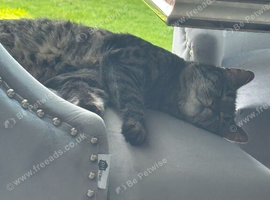 Missing cat