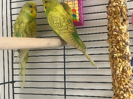 2 baby budgies and cage