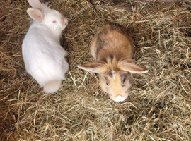 3 rabbits