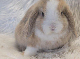Mini lop bunnies