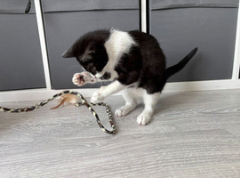 Ragdoll x male kitten