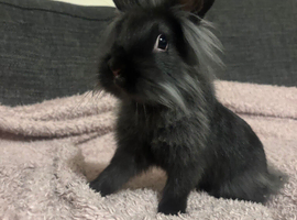 Lionhead x Dutch