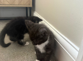 2 x BSH cross Persian left, ready to go