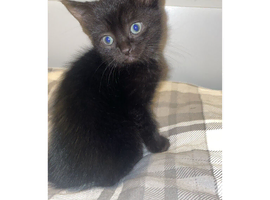Female kittens for sale