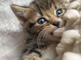 Beautiful kittens