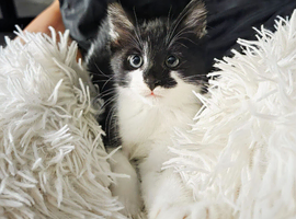 Kitten
