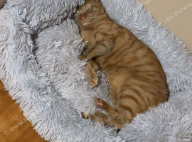 Finding a loving home for my cat