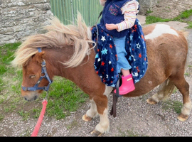 Shetland gelding