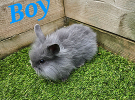 Male Mini Lion Lop. Last Of Litter