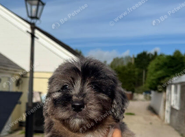 cockapoo puppies