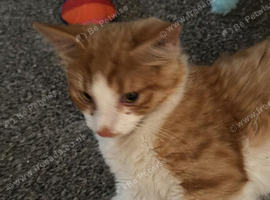 A beautiful male ginger and whitekittens  for sale