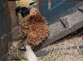 Various chickens
